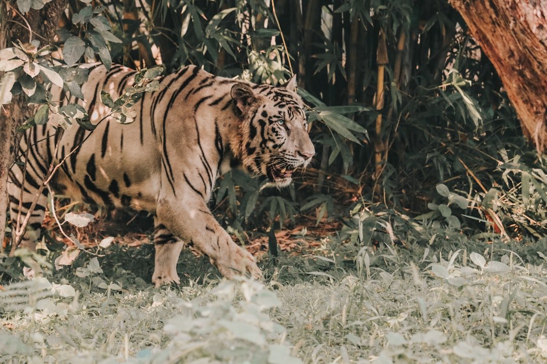 brown and black tiger walking on green grass during daytime