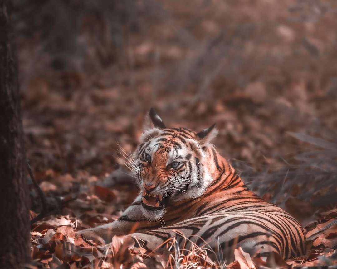 tiger lying on brown dried leaves
