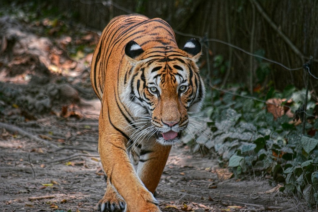 a tiger walking across a dirt road next to a forest