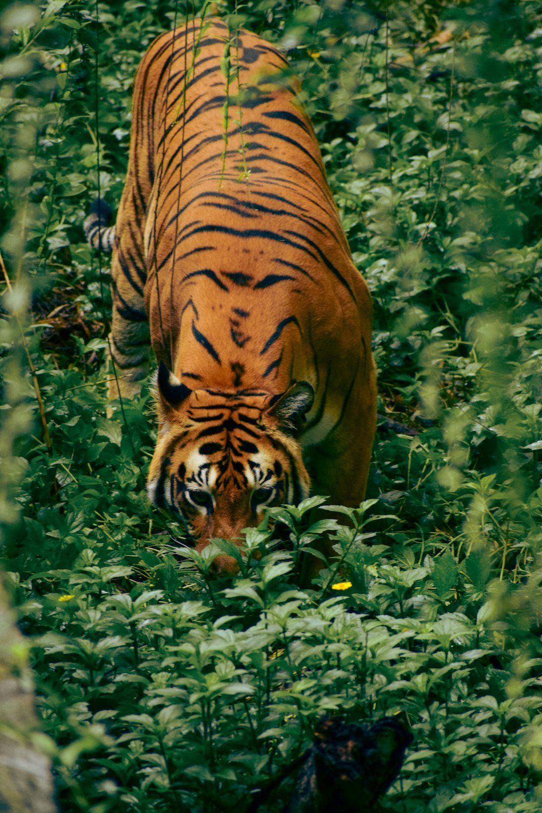 a tiger in the forest