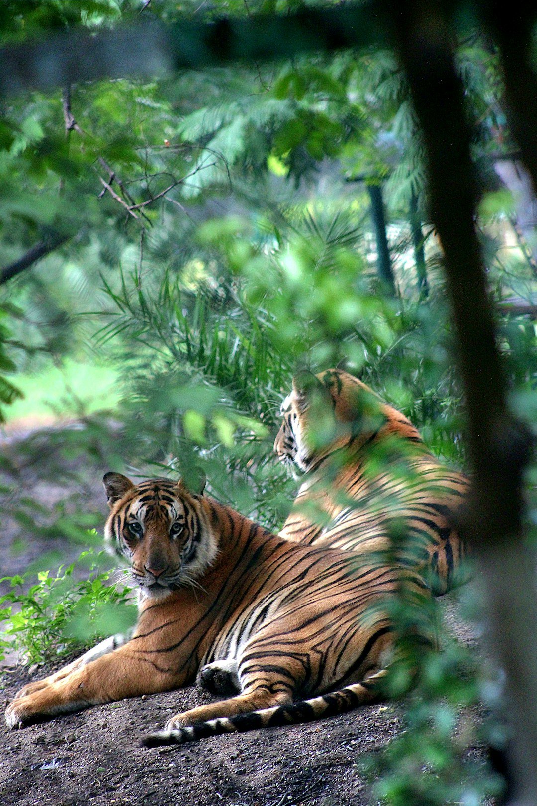 Tiger resting on rocks surrounded by lush greenery.