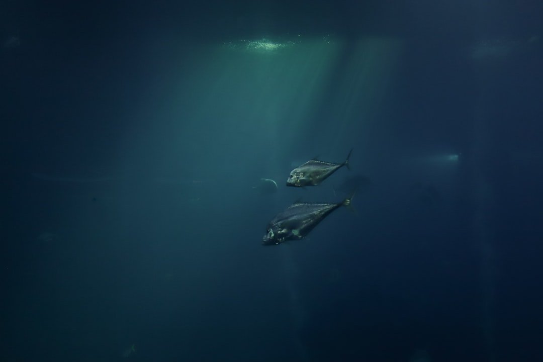 Two fish swim in the deep blue ocean.