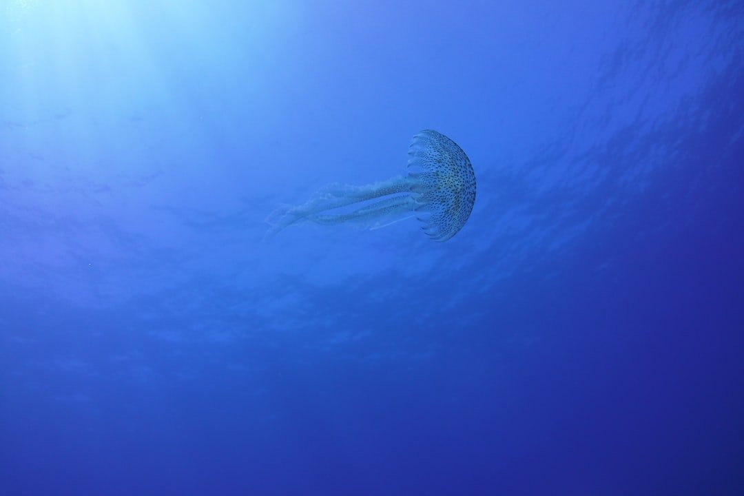 blue and white jellyfish under water