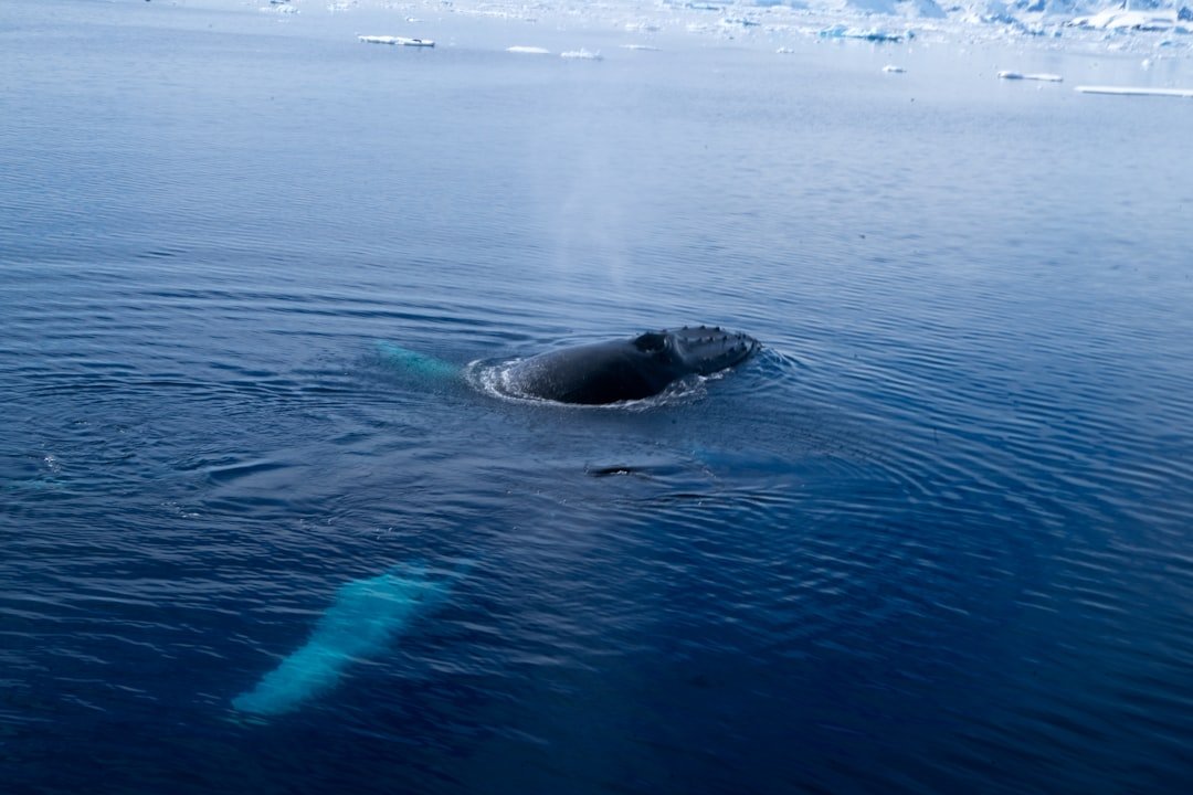 a whale is swimming in the water near icebergs