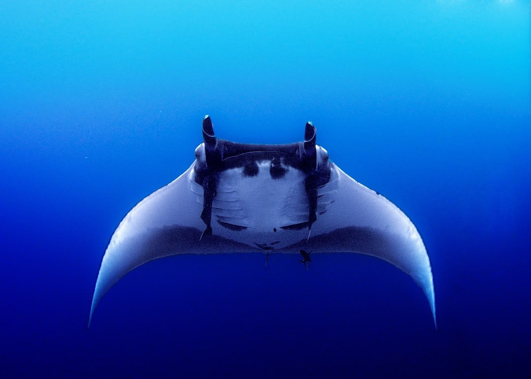 black sting ray