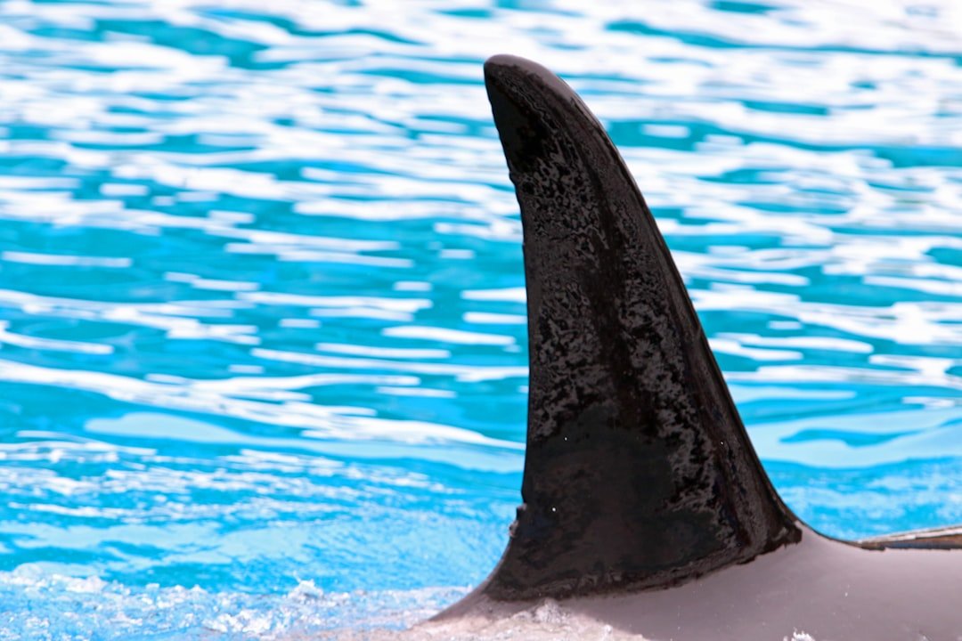 Orca fin emerges from bright blue water