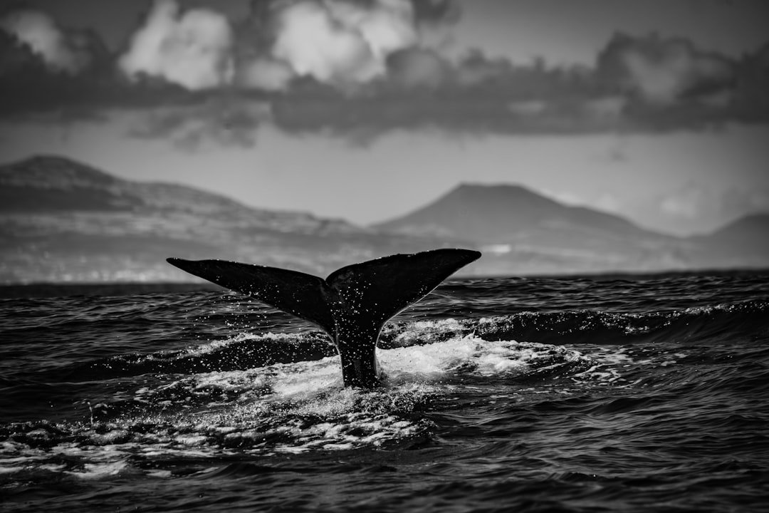 Whale tail diving into the ocean water
