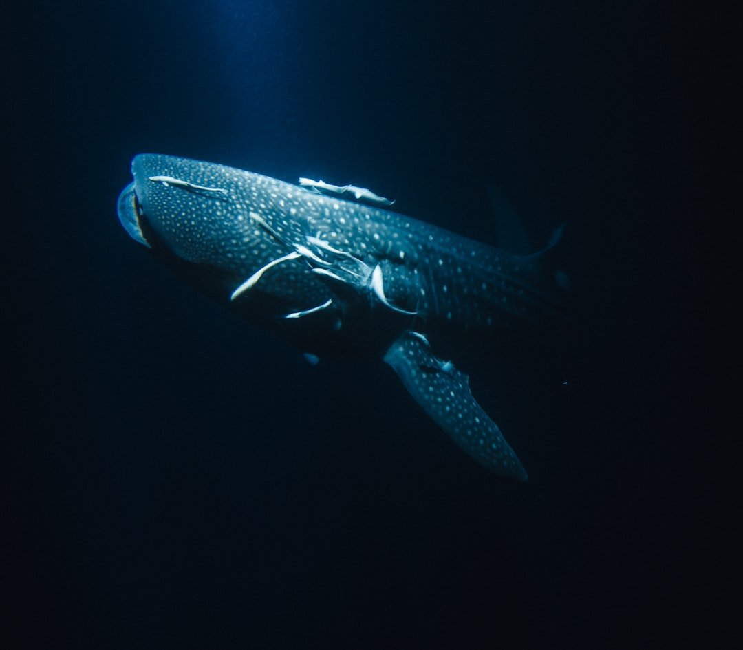 A whale swimming in the ocean at night