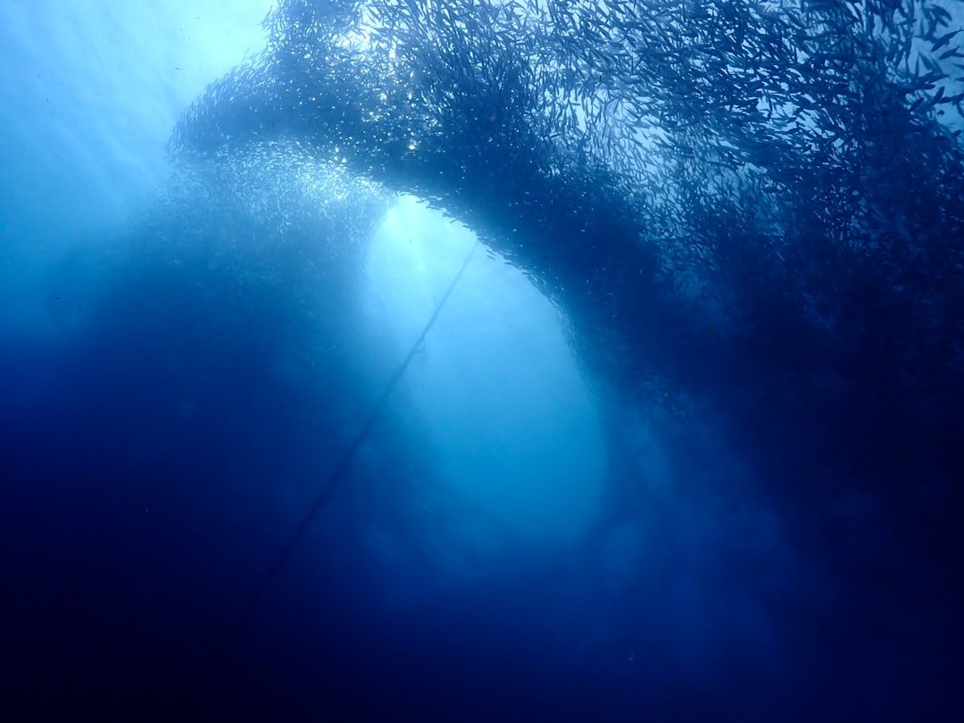a large group of fish swimming in the ocean
