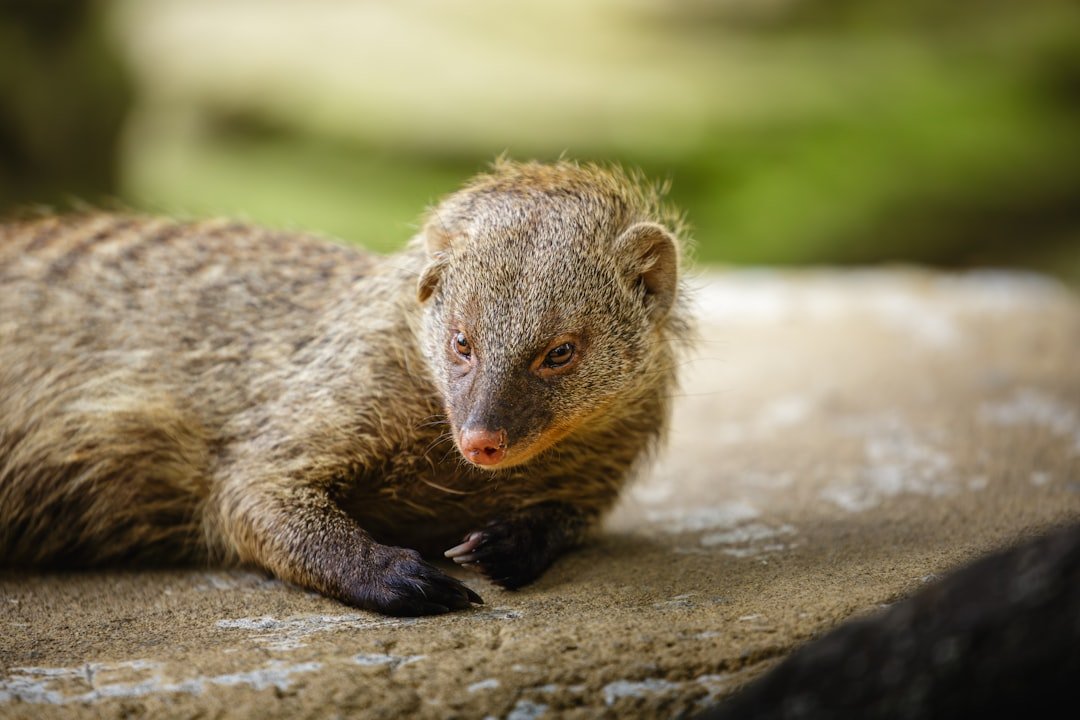 A banded mongoose rests on a rock.