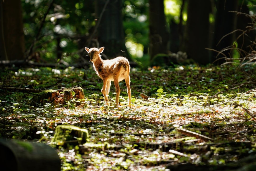 A young deer stands in a sunlit forest clearing.