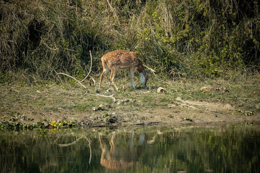 A spotted deer grazes by a calm body of water.