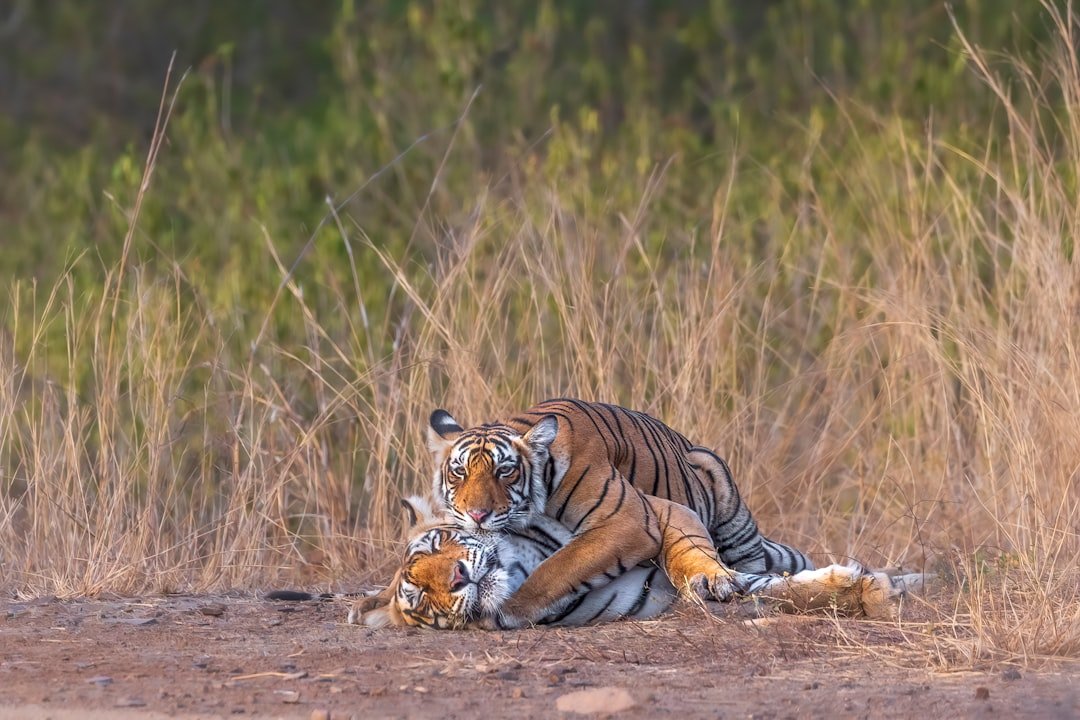 Two tigers resting together in tall grass