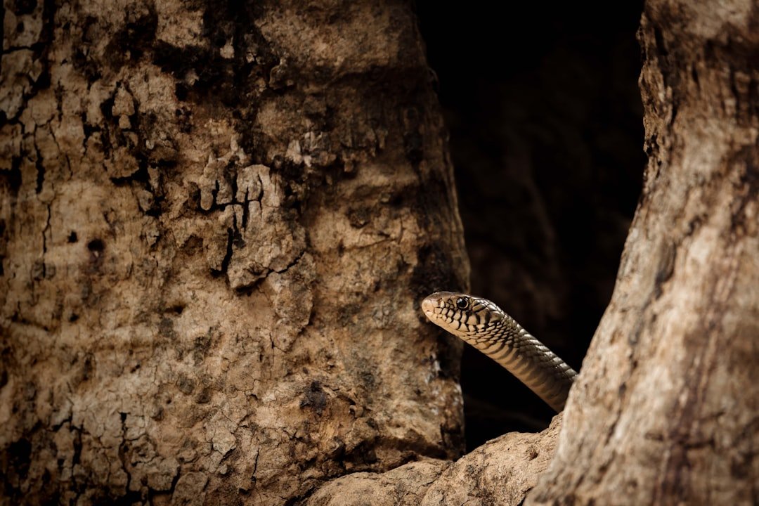 Snake peeking out from a tree hollow