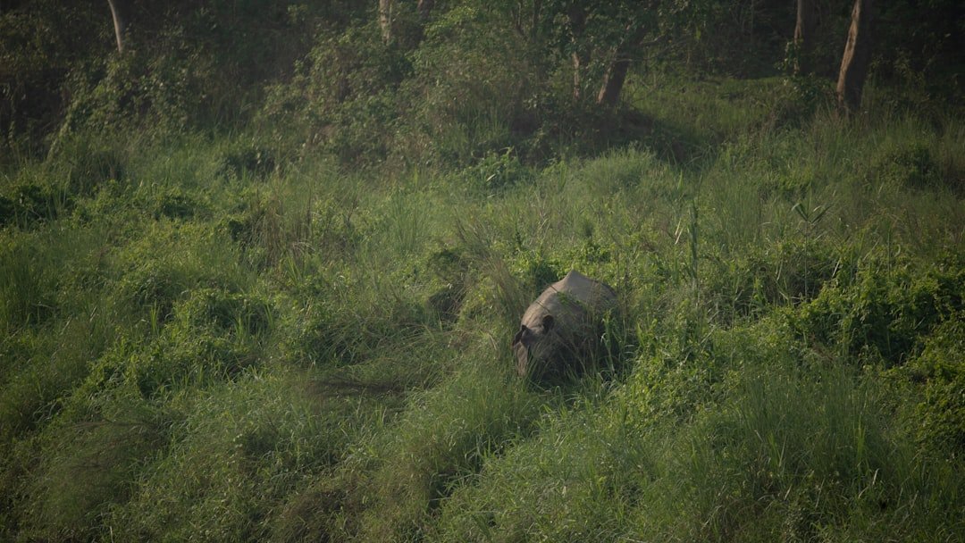 An elephant walks through tall green grass.