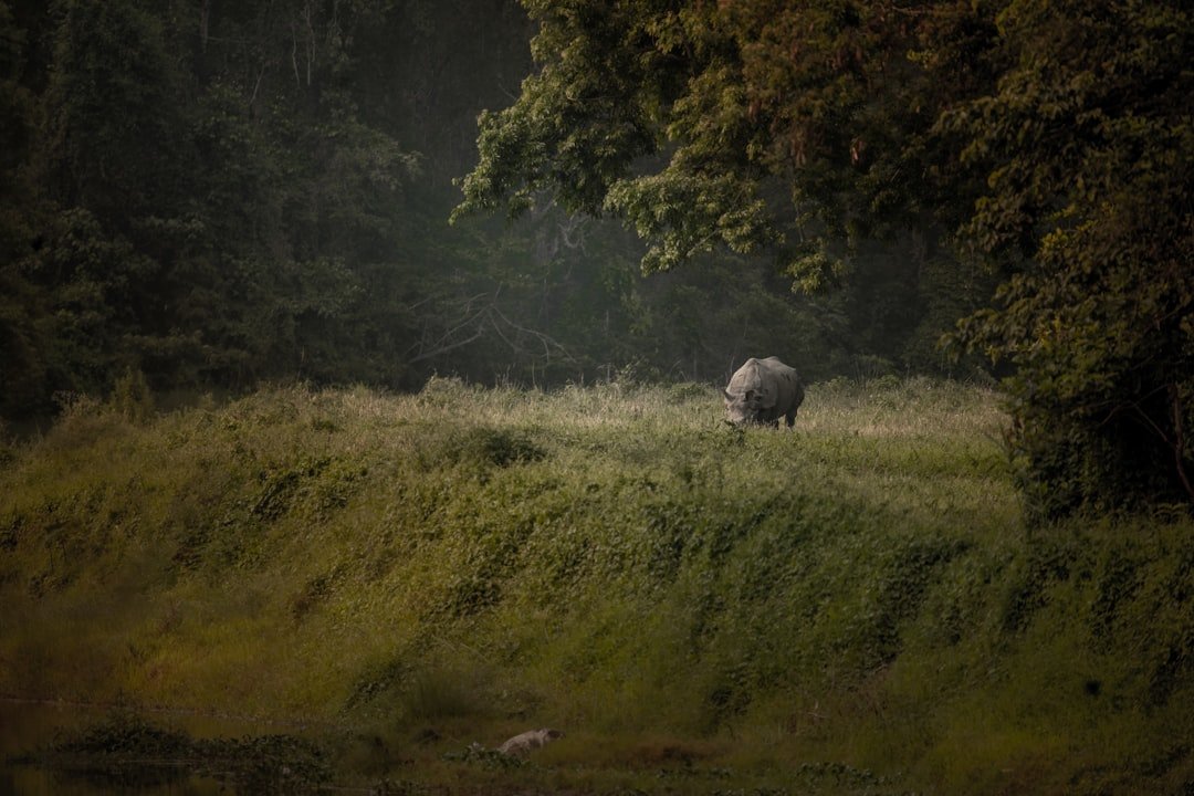 A rhinoceros stands in a grassy field near trees.