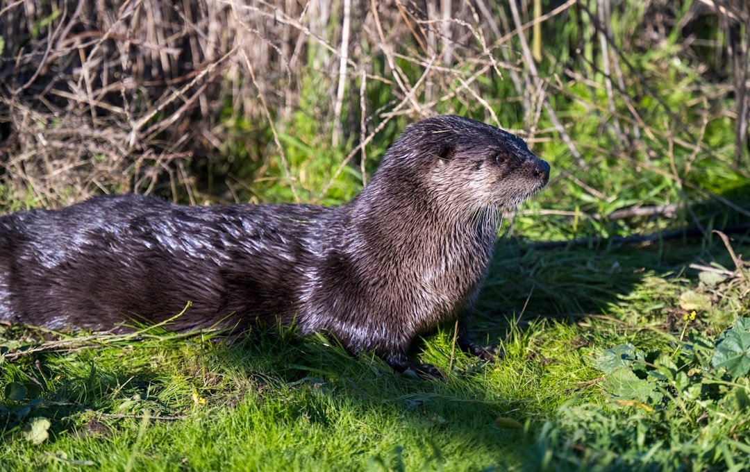 A wet otter rests in green grass and reeds.