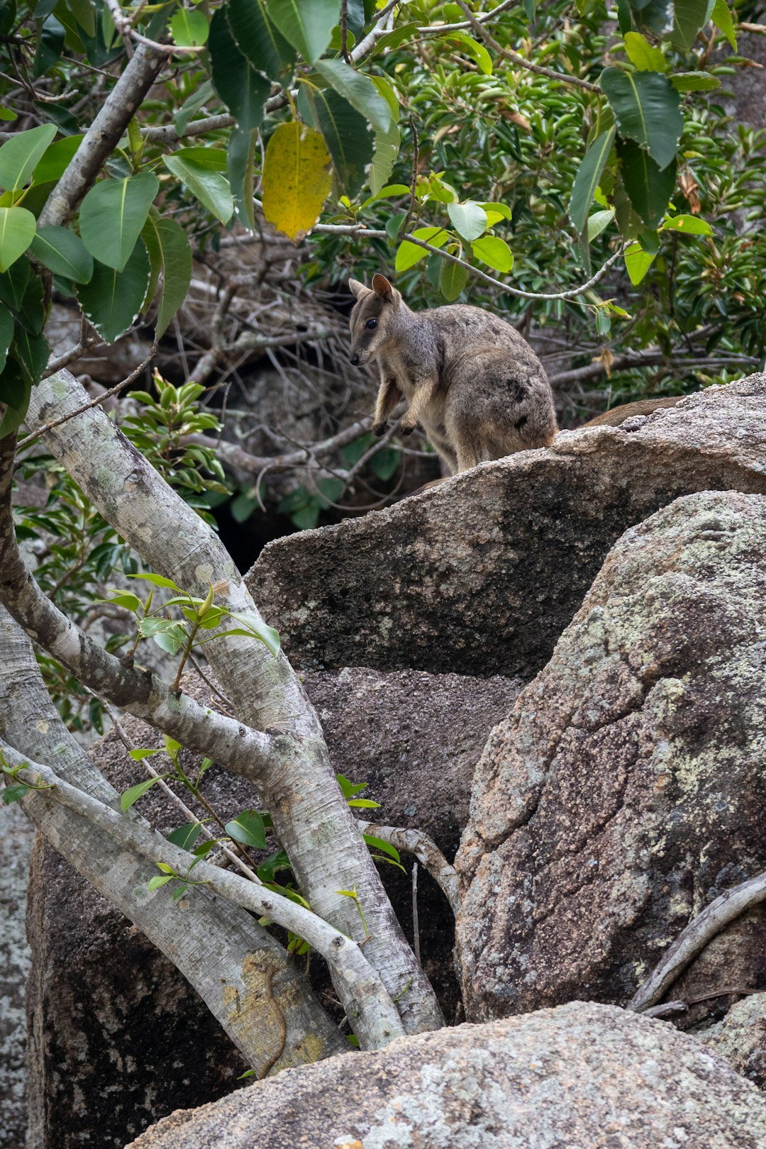 Wallaby perched on large rocks amidst trees.