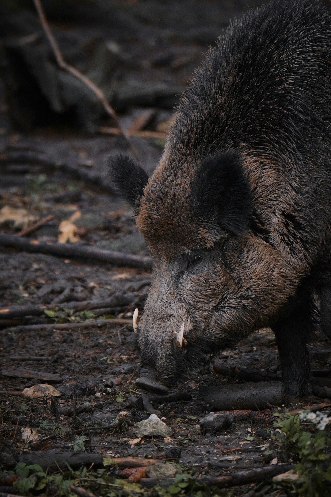 a large brown bear standing on top of a forest floor