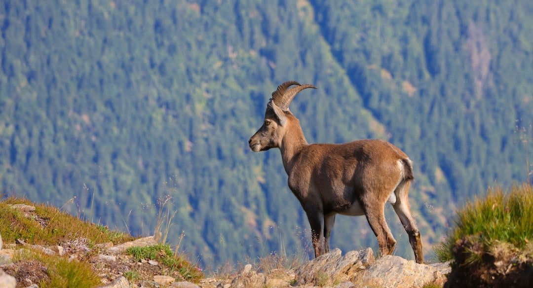 A goat stands on a rocky mountain slope.