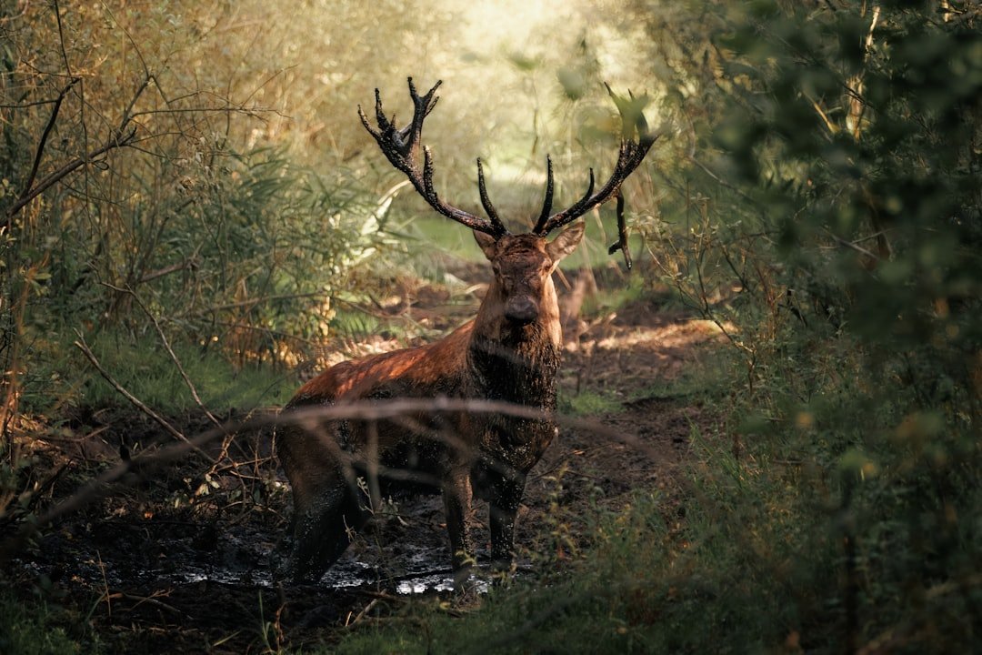 Majestic stag with large antlers in a forest