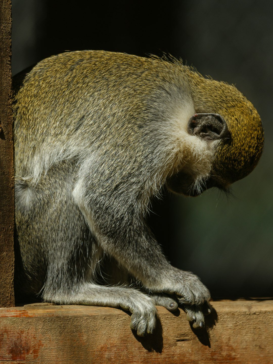 A monkey sits with its head down.
