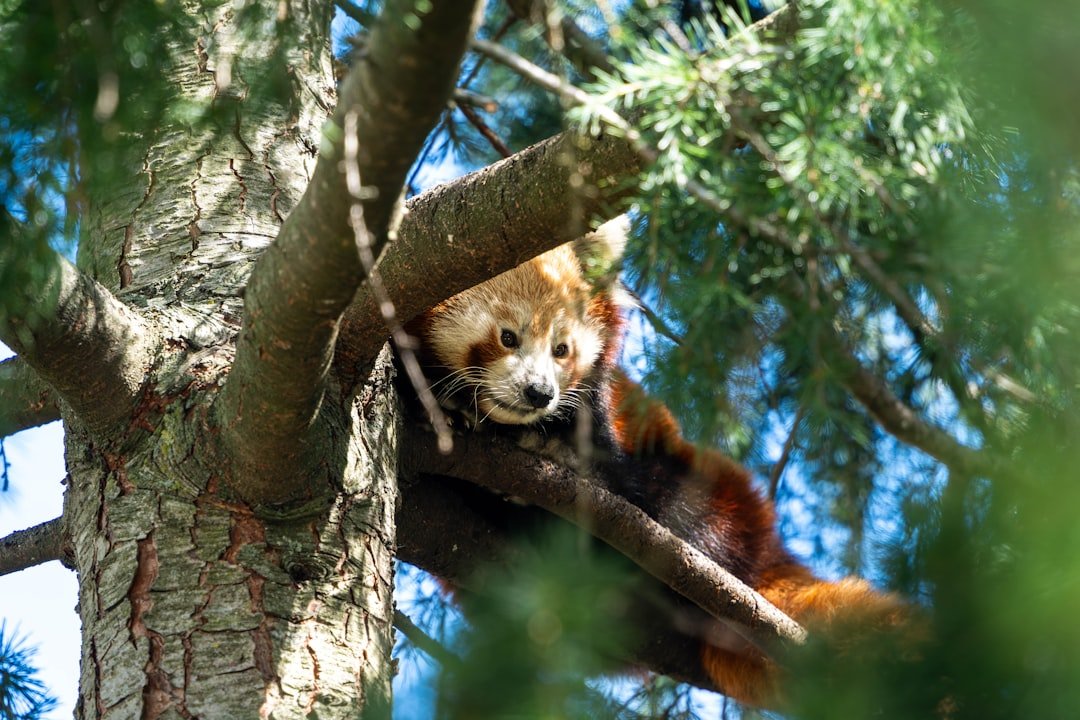 A red panda rests on a tree branch.