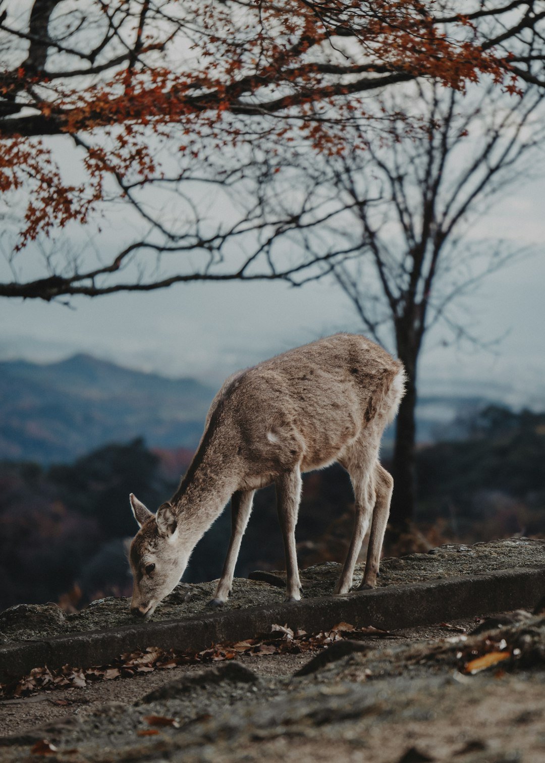 A deer grazes on a hillside in autumn.