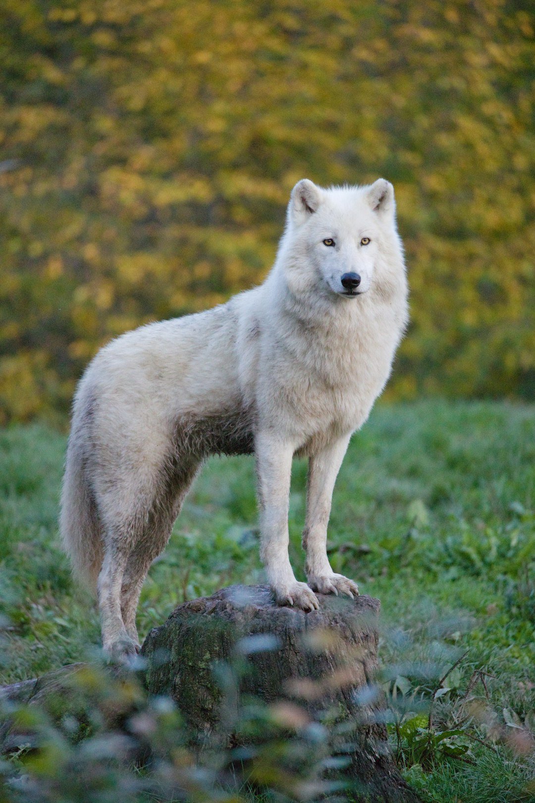 A white wolf stands on a rock outdoors.