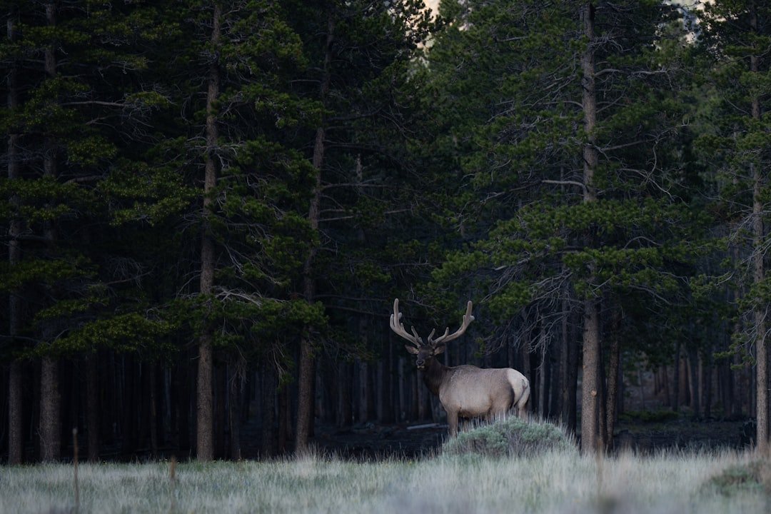 Elk with large antlers standing in a dark forest.