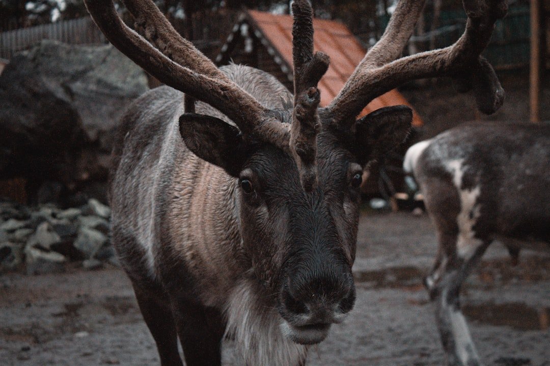 A close-up of a reindeer with large antlers.
