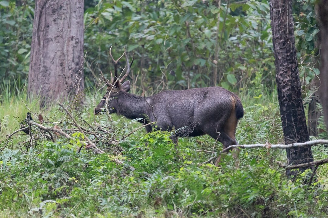 A deer with antlers walks through a lush forest.
