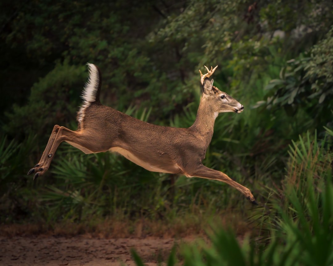 A young buck leaps through a forest clearing.