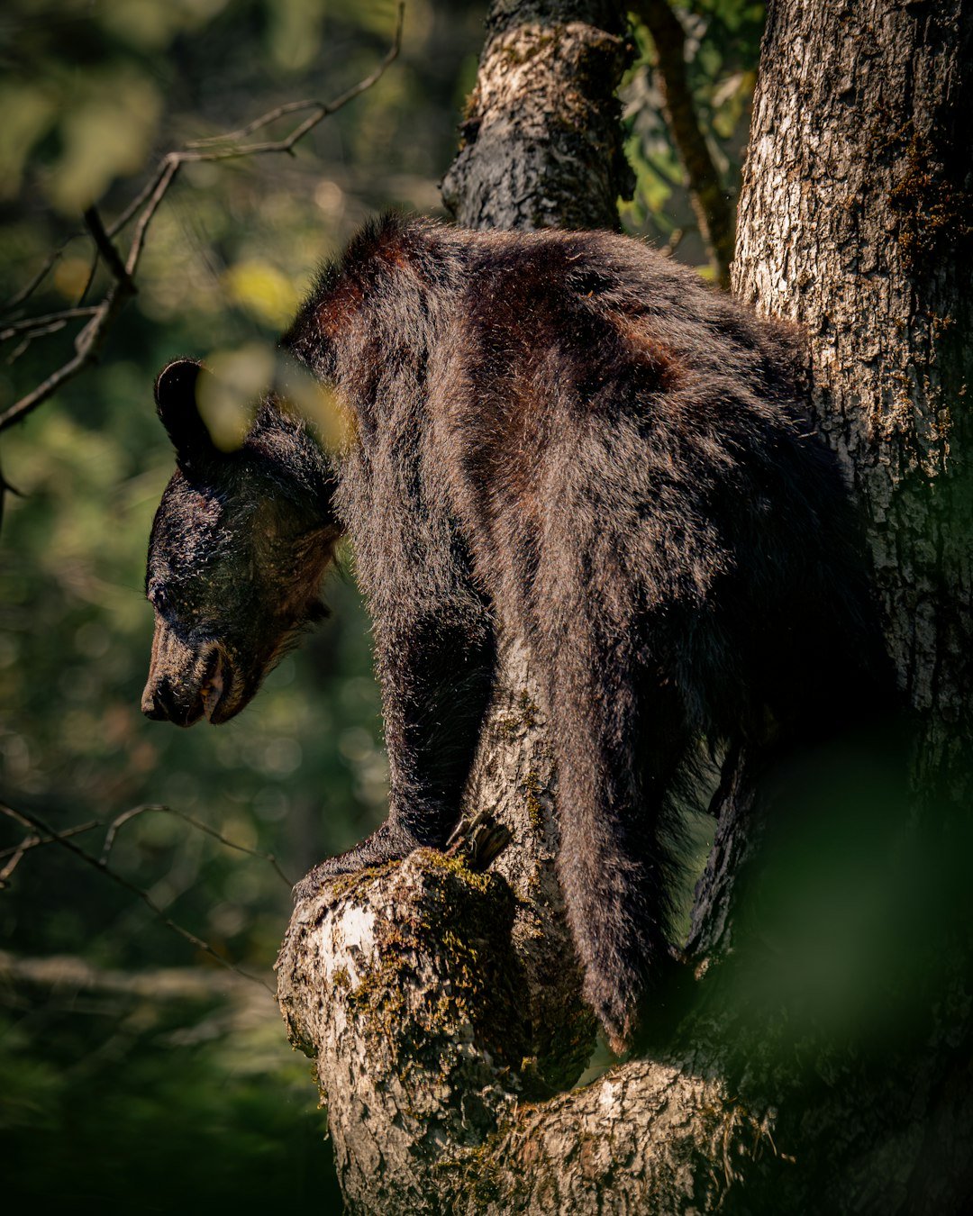 A black bear sits on a tree branch.